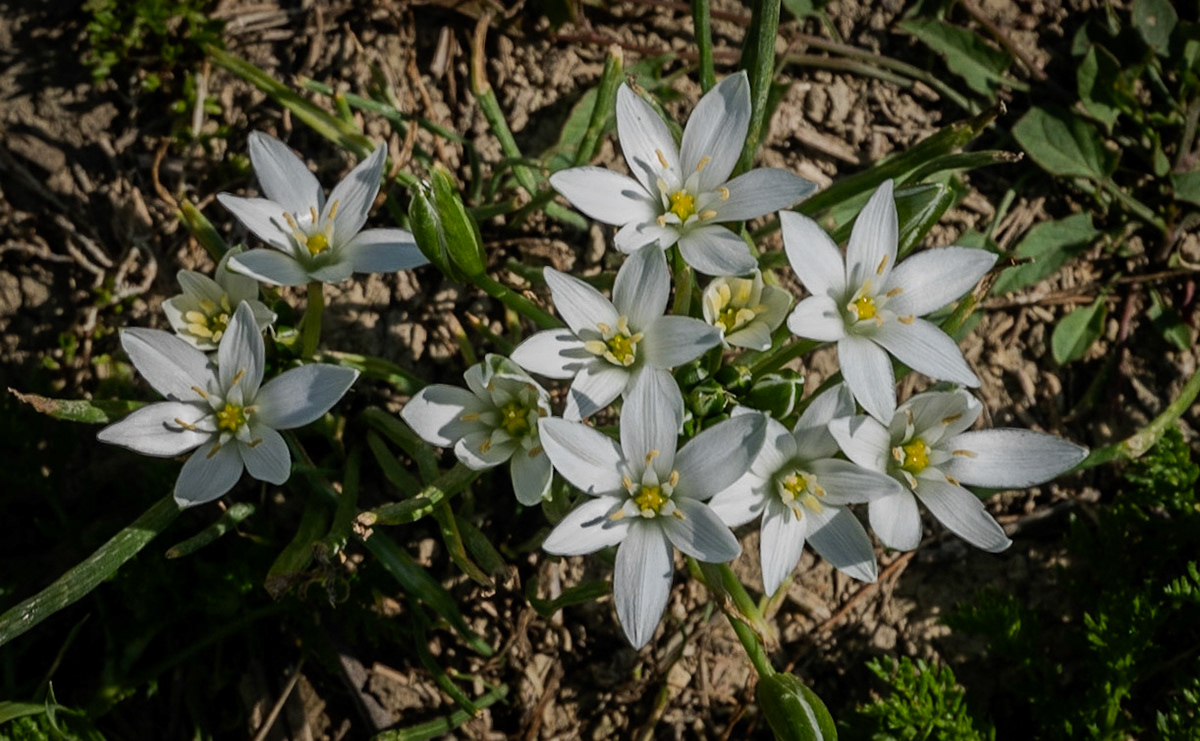between Terkos and Boyalık: stars-of-Bethlehem (a garden escapee I think)