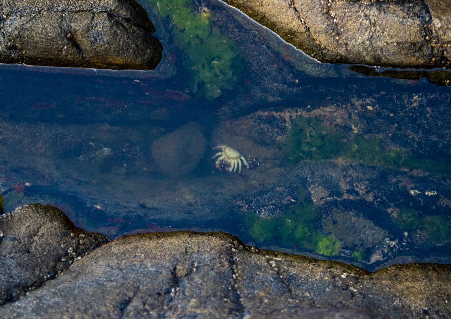 between the English Houses and Riva: white crab in a rock pool