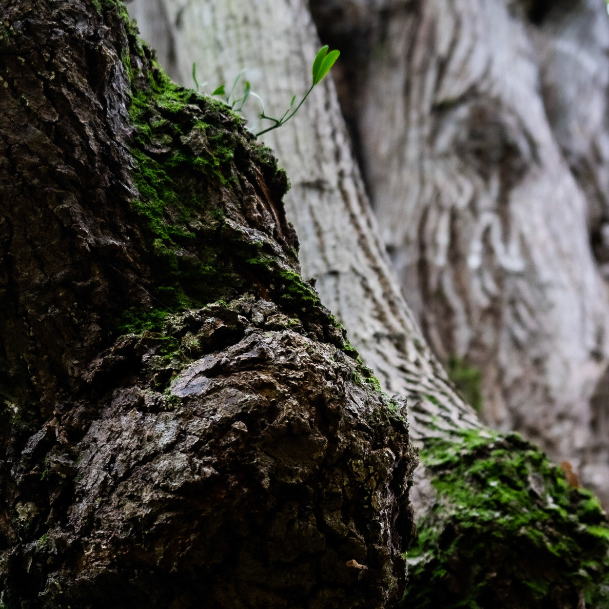 Alibahadır western forest stream valley: ancient tree