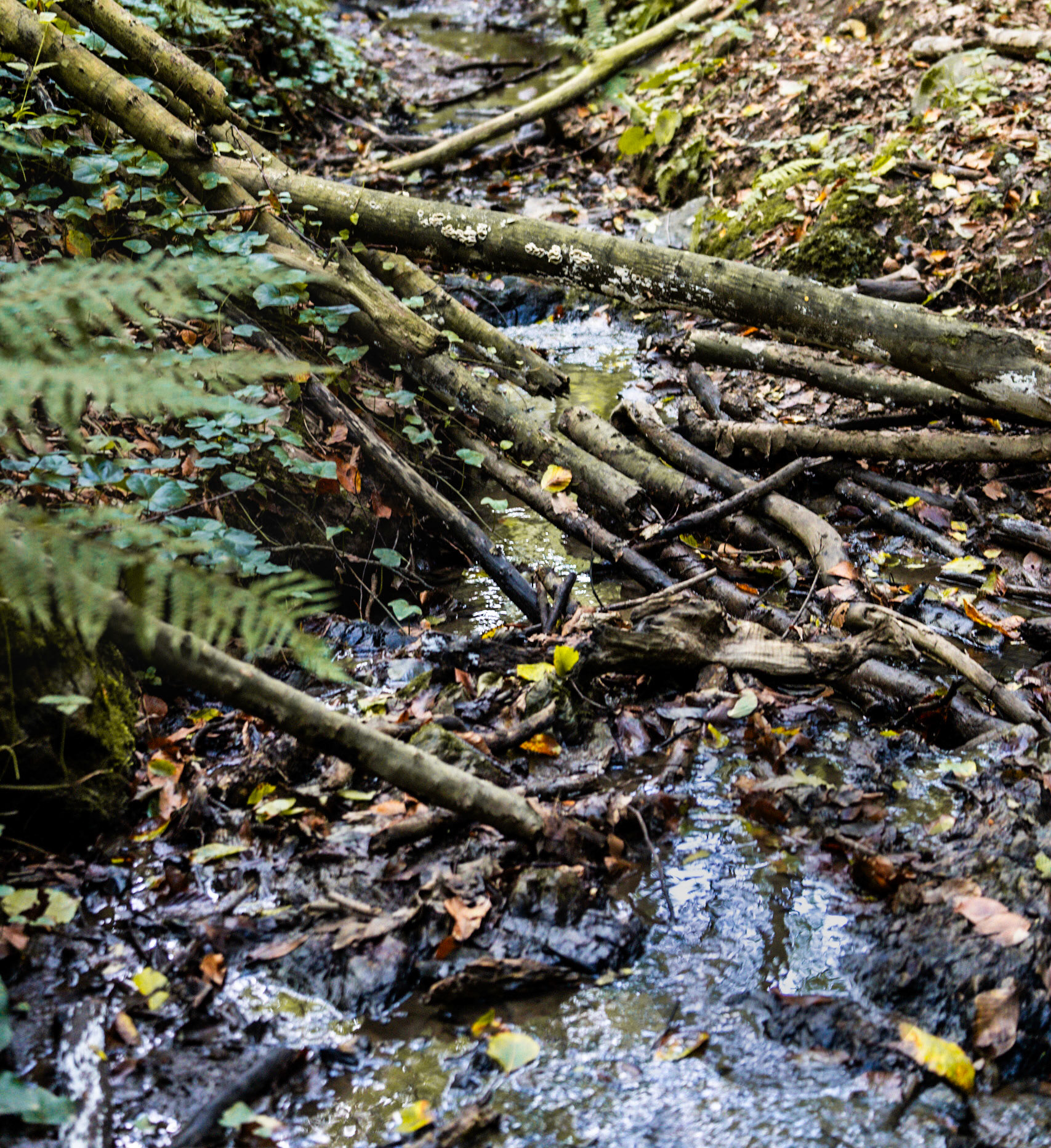 Zerzevat east streamwalk: stream and branches