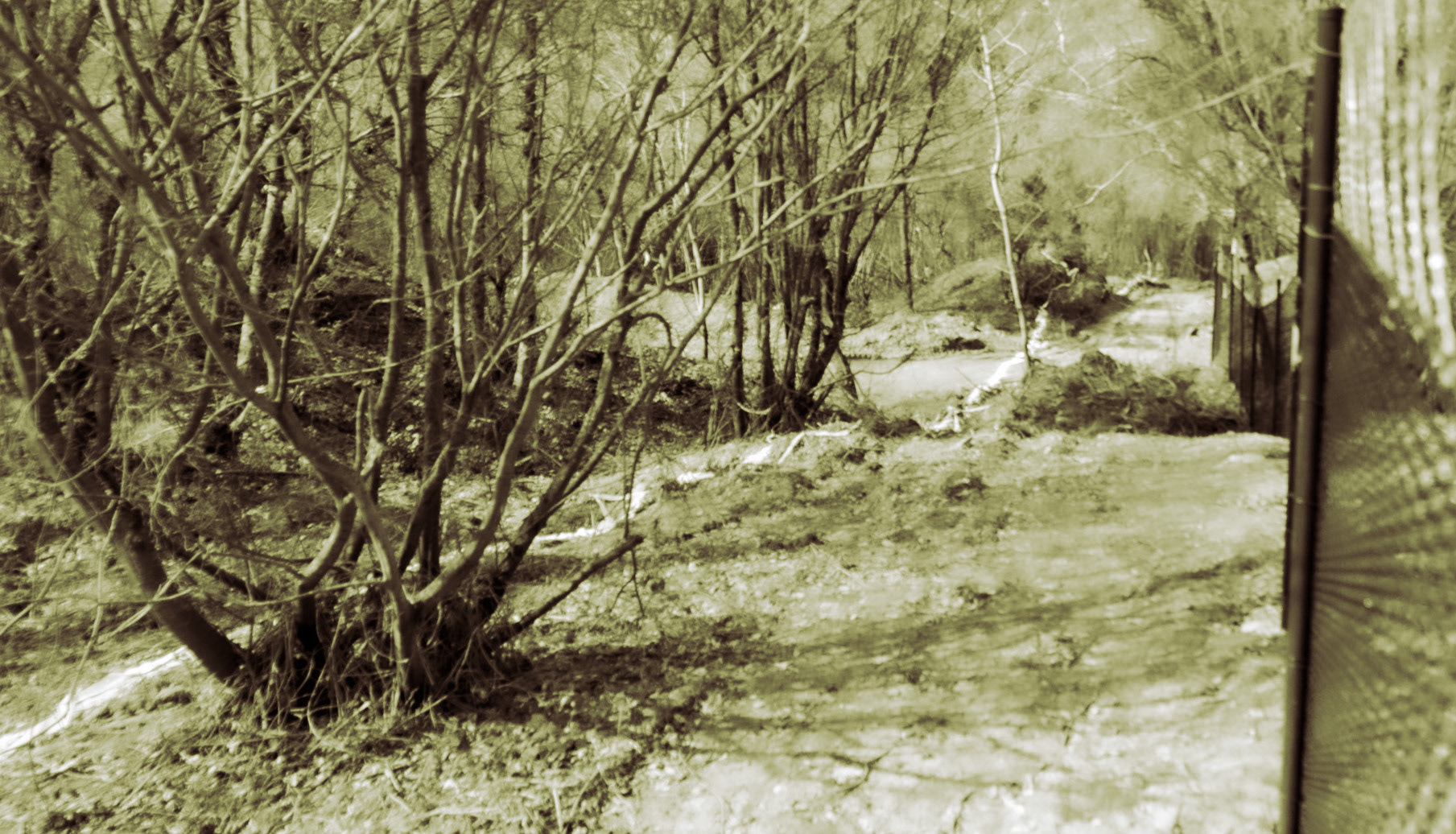 Kirazlı woods: recently demarcated and partly-cleared land