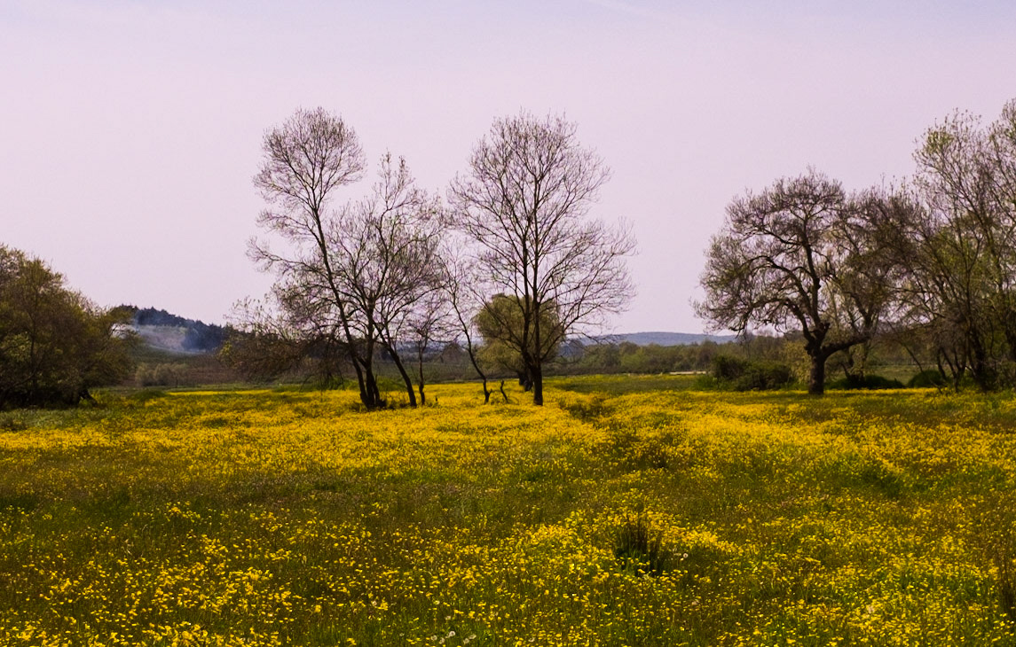 between Yeniköy and Durusu - yellow flower meadow