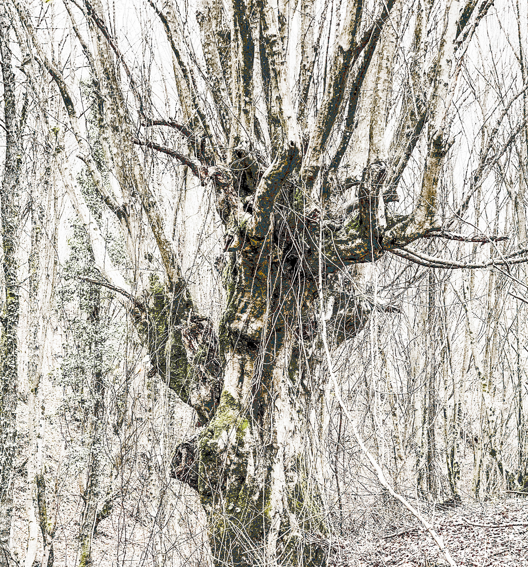 Kozu Deresi valleys: old tree