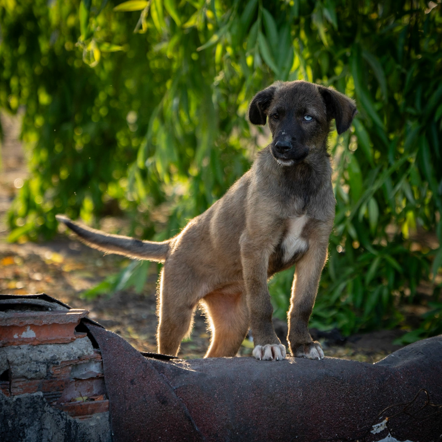 Sazlıdere river walk: a puppy