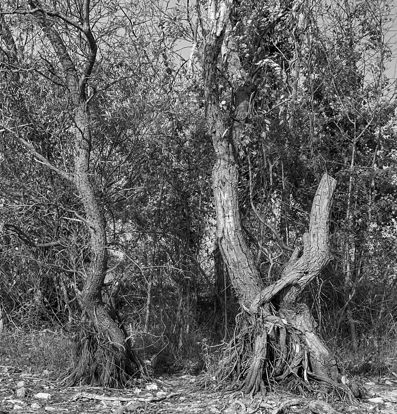 Trikos mudflats: trees