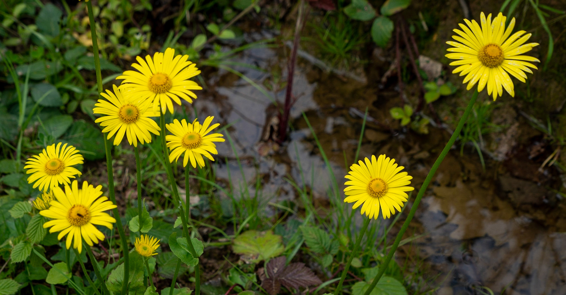 Paşamandıra woodland: yellwo flowers