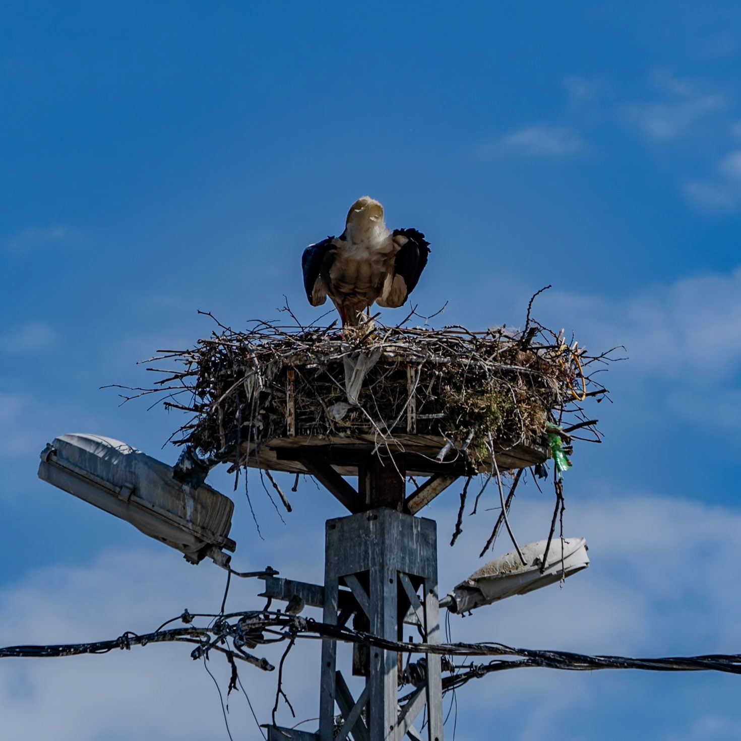 Sazlıbosna: statuesque stork