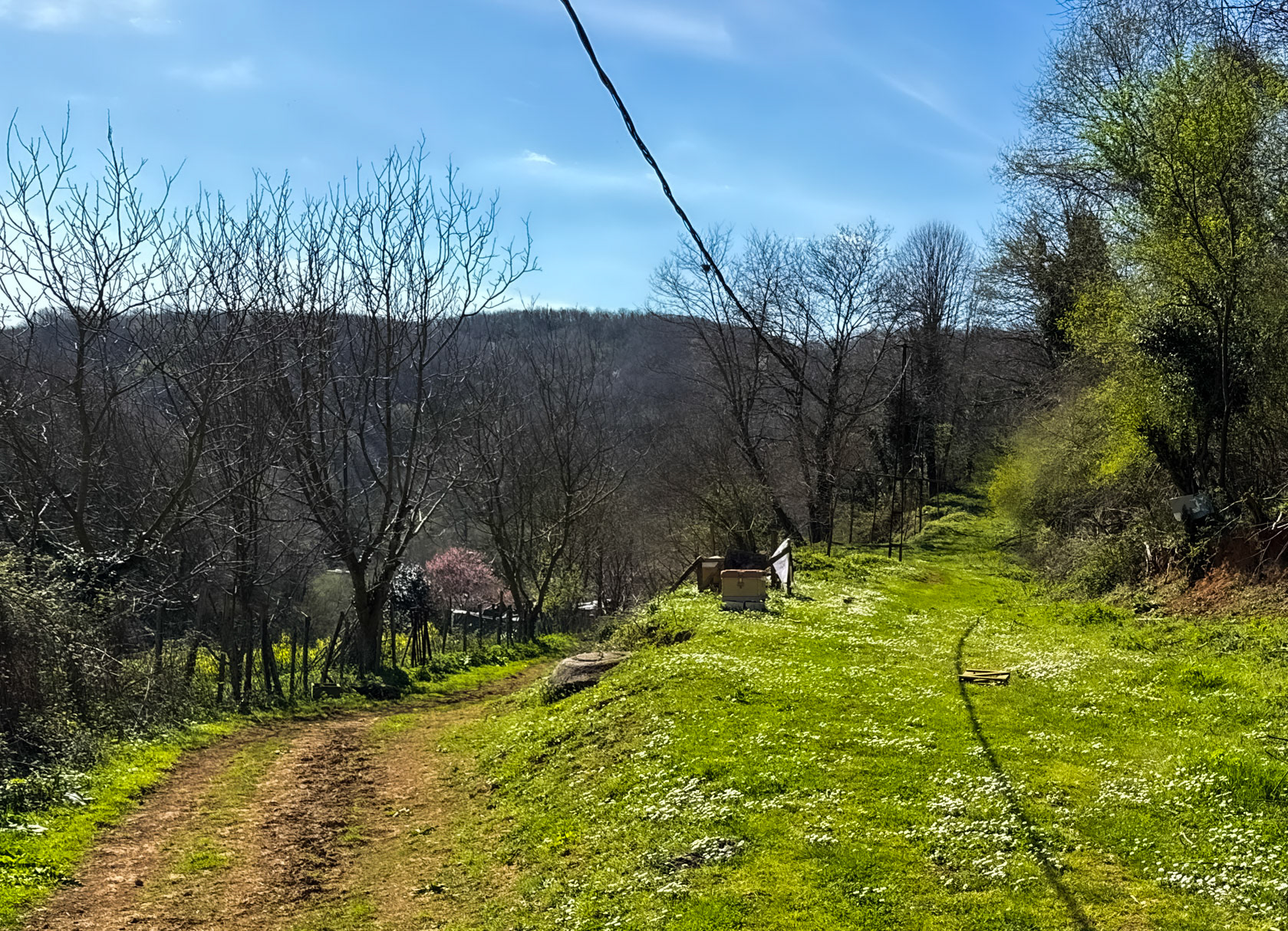 Tokatköy north-eastern forest: tracks