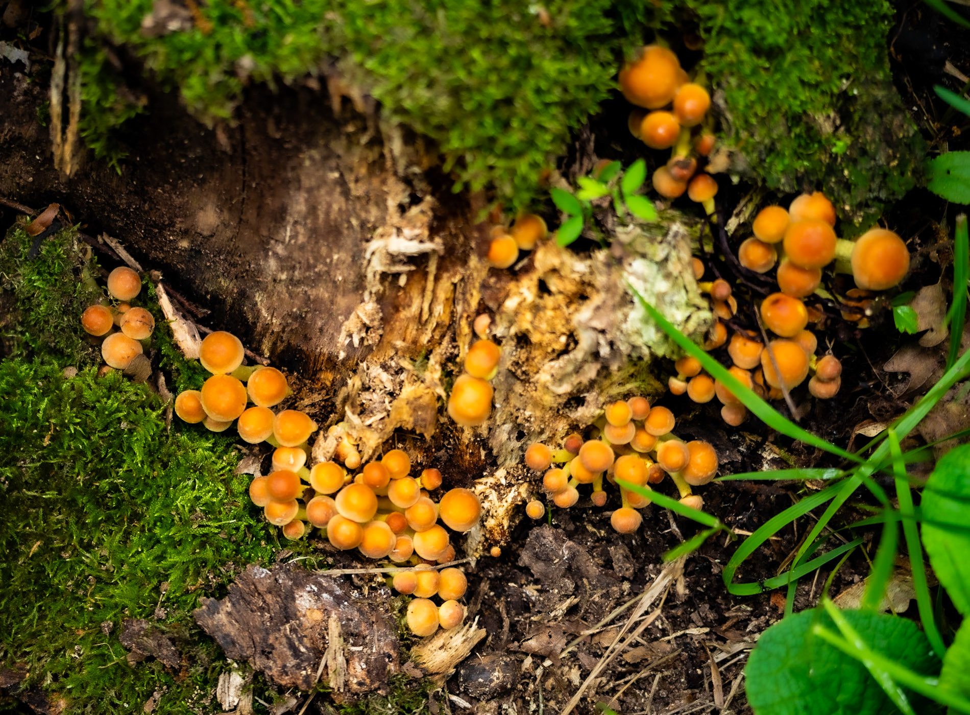 Mahmut Şevket Paşa W hill: wood fungi