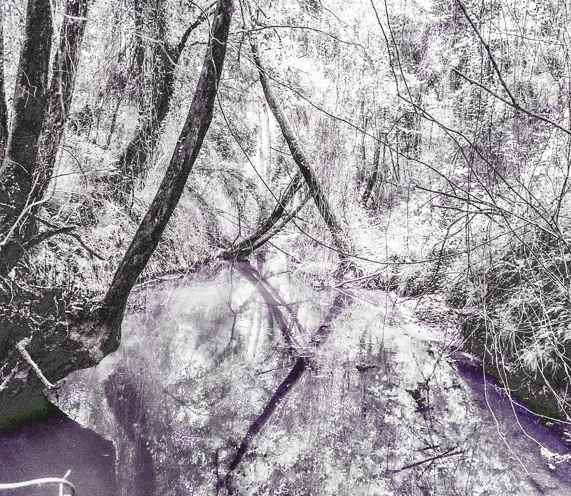 Kanlı forest: reflections in a pond