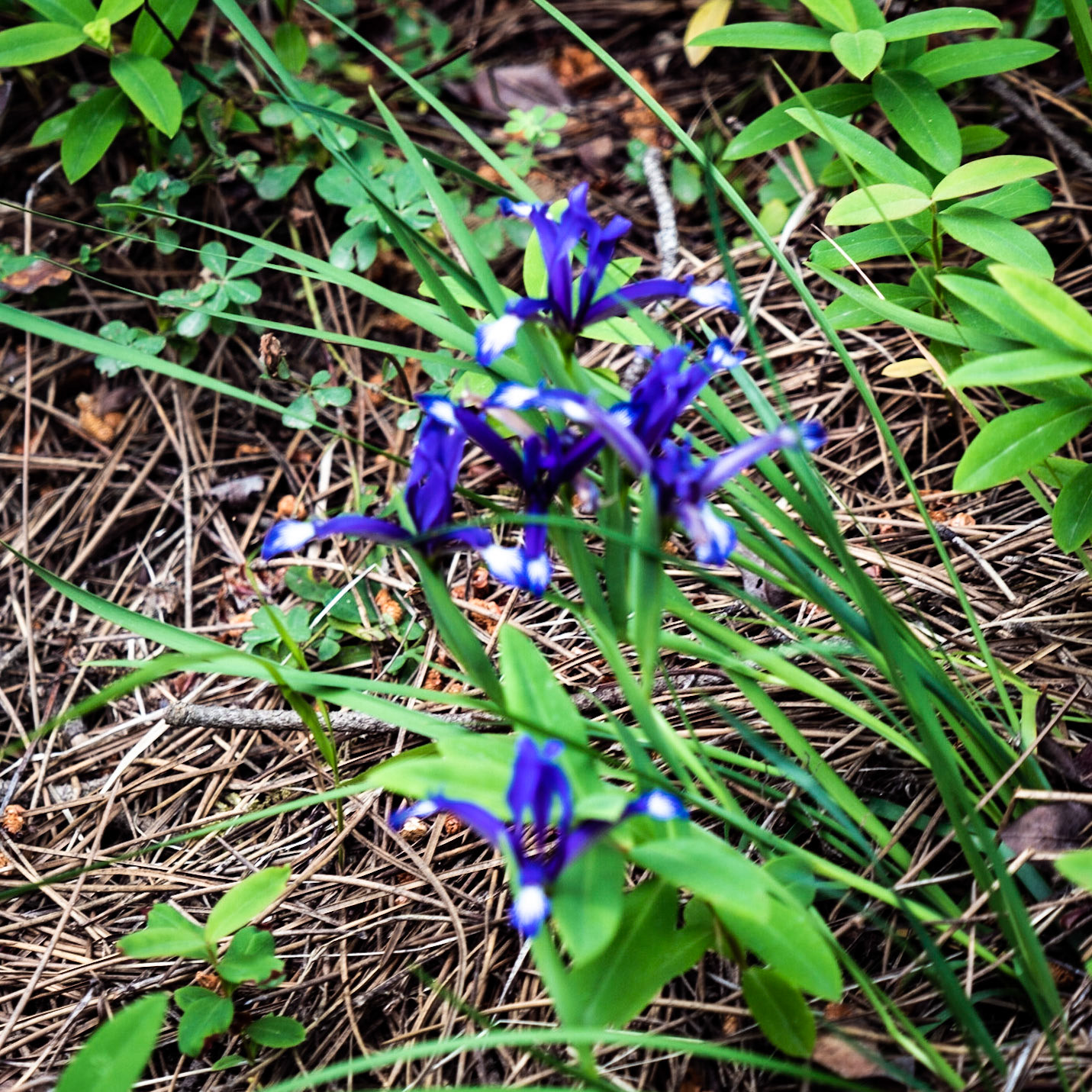 Adadaǧ hills: irises
