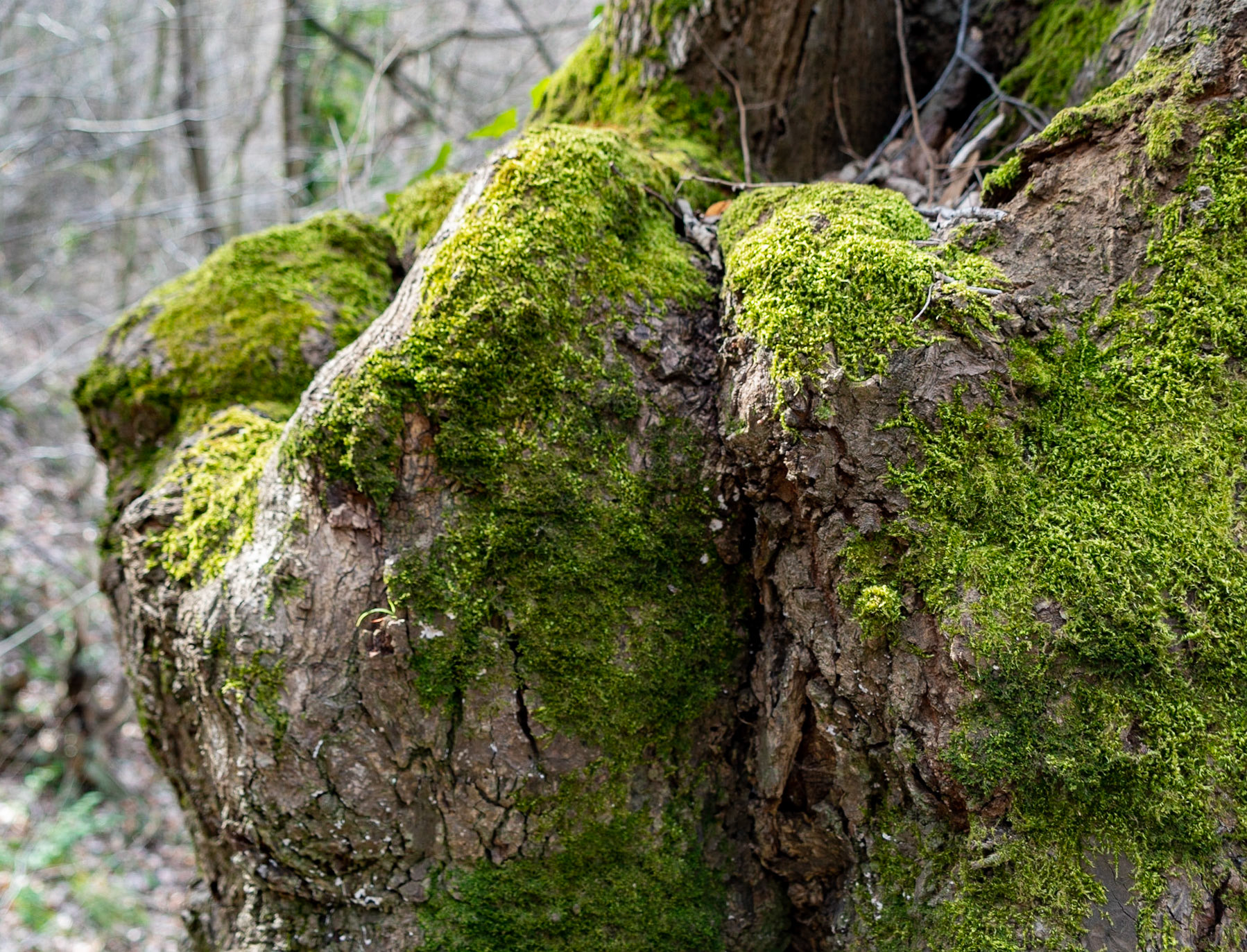 between Mahmut Şevket Paşa and Alibahadır: old mossy tree