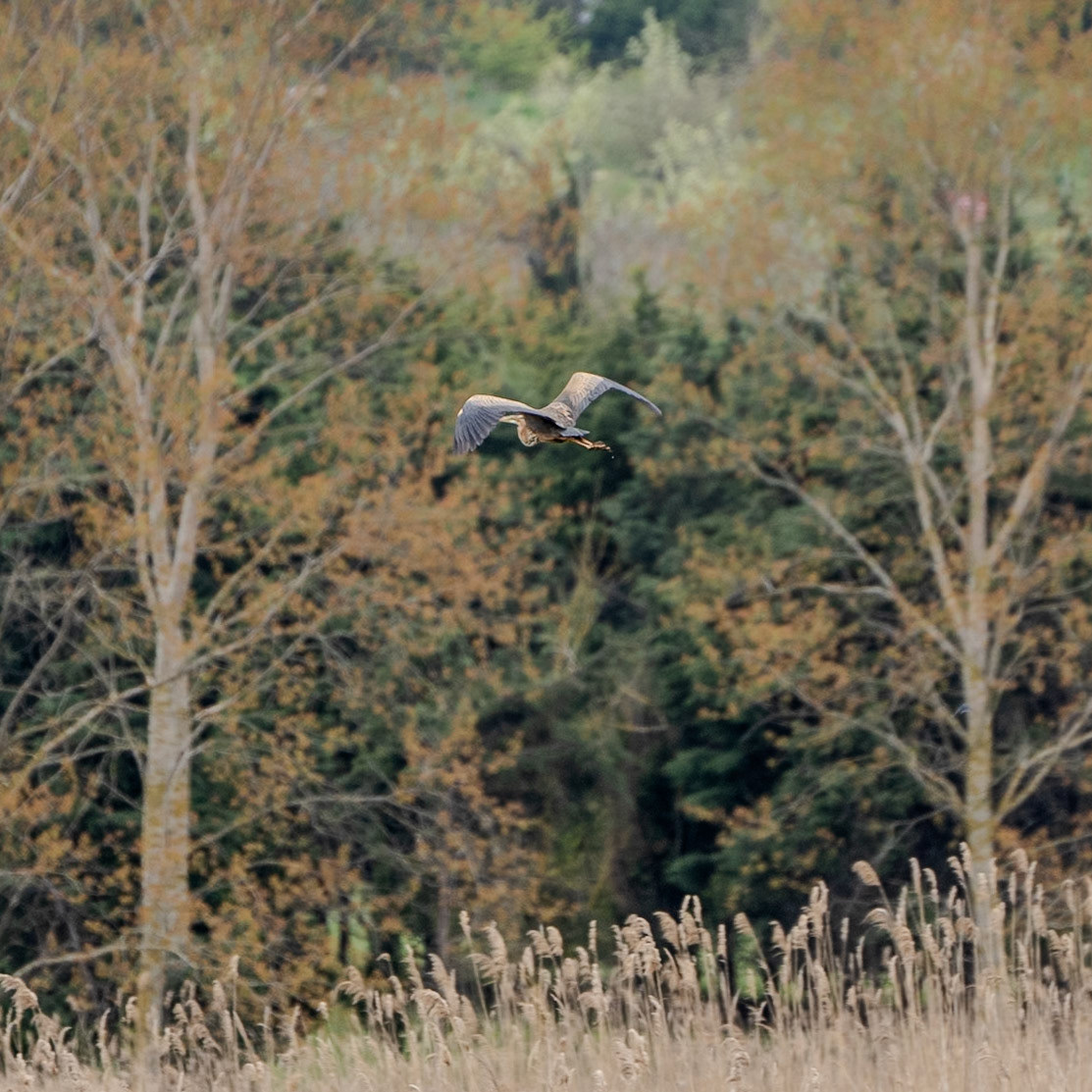 between the first Sazlıdere flower meadow and Terkos: a purple heron
