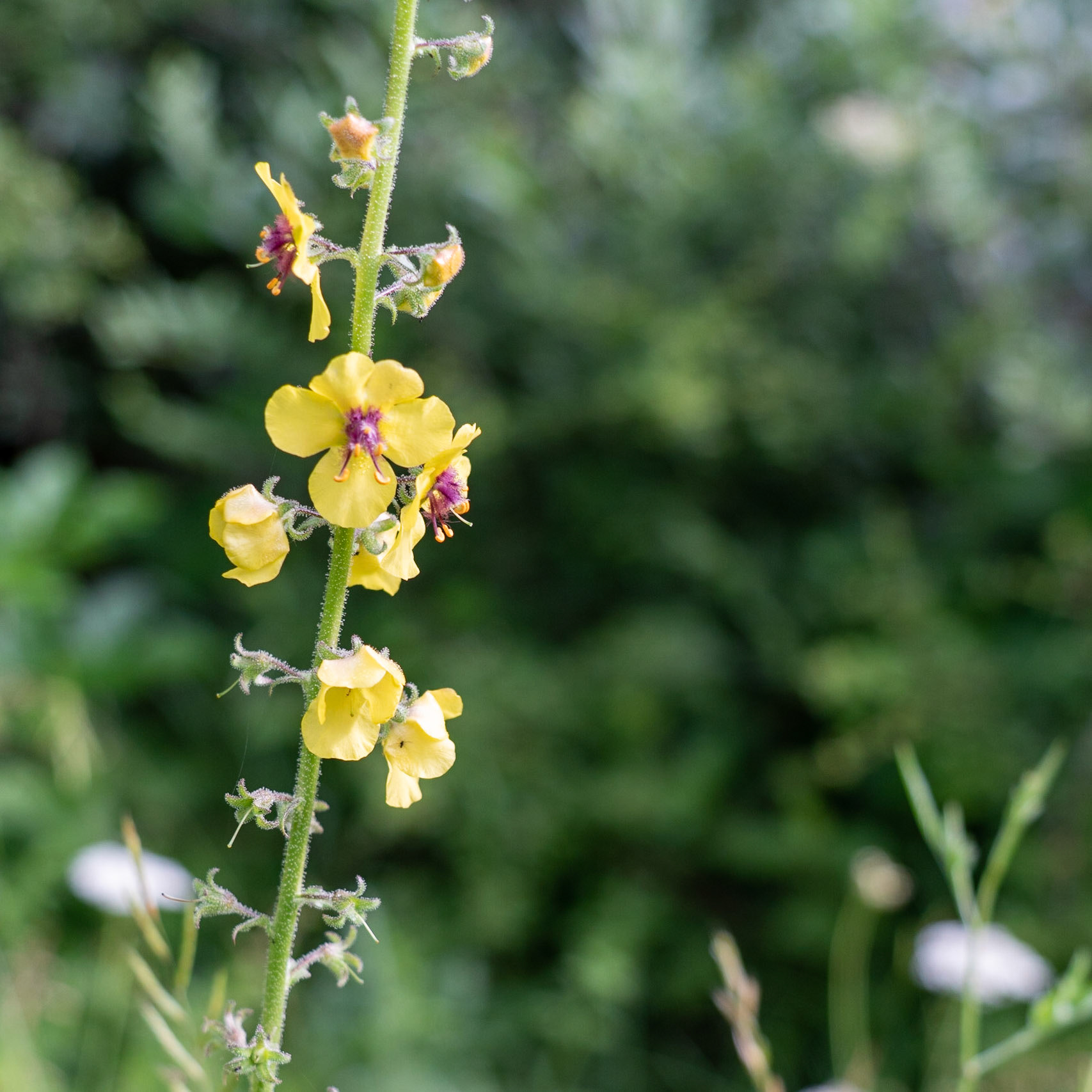 between Hasanlı and Sarıkavak hill: delicate yellow and purple flower spike (what?)