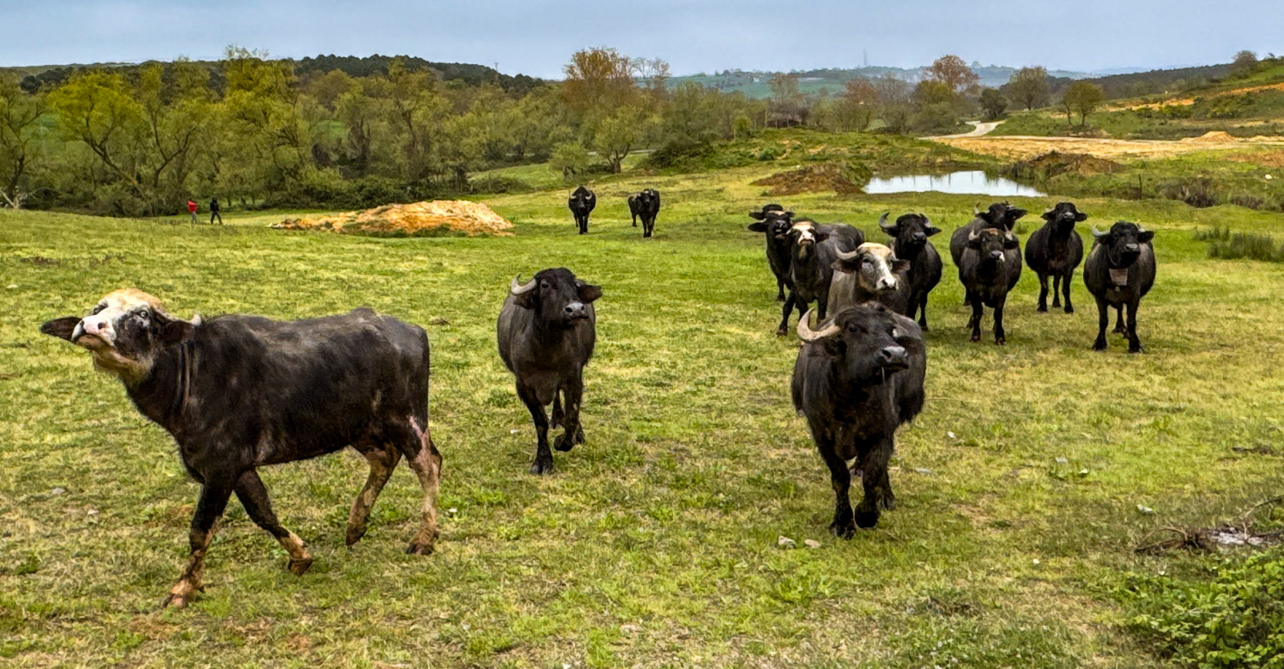 between Yeniköy and Terkos: water buffalo