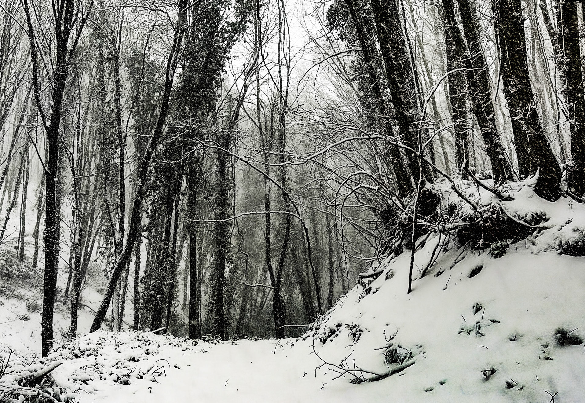 NE Belgrade Forest: still snowing!
