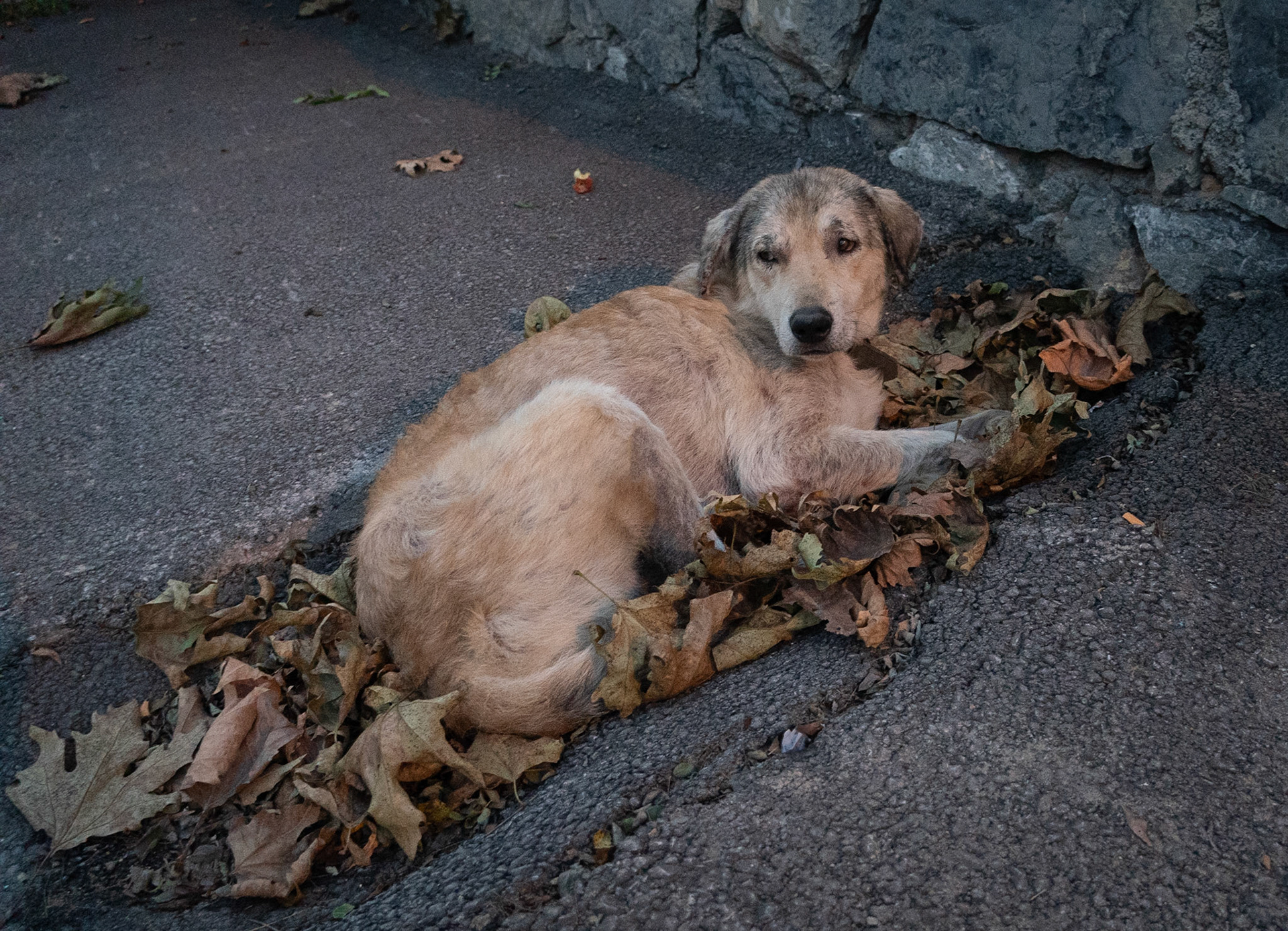 Sarıpınar: while we wait for the bus, our day-dog has a rest beside us on a bed of leaves - one of the quite many day-dogs that was hard to leave behind