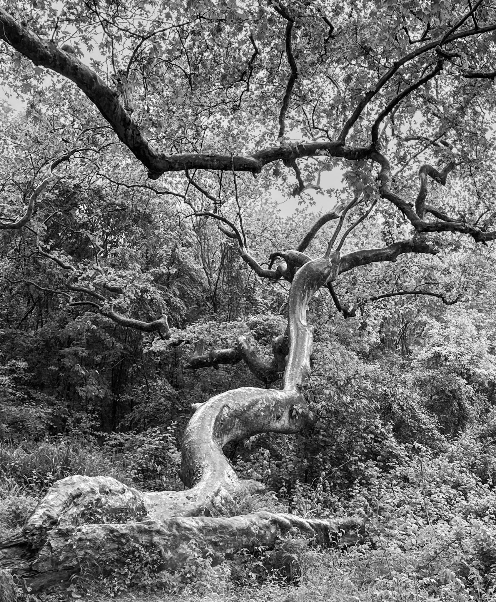 Bilezikçi Çiftliği: the supine tree / the octopus tree (platanus orientalis, oriental plane, çınar ağacı, doğu çınarı)