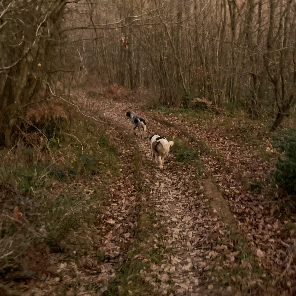 Sırapınar N forest: dogs in the dusky forest
