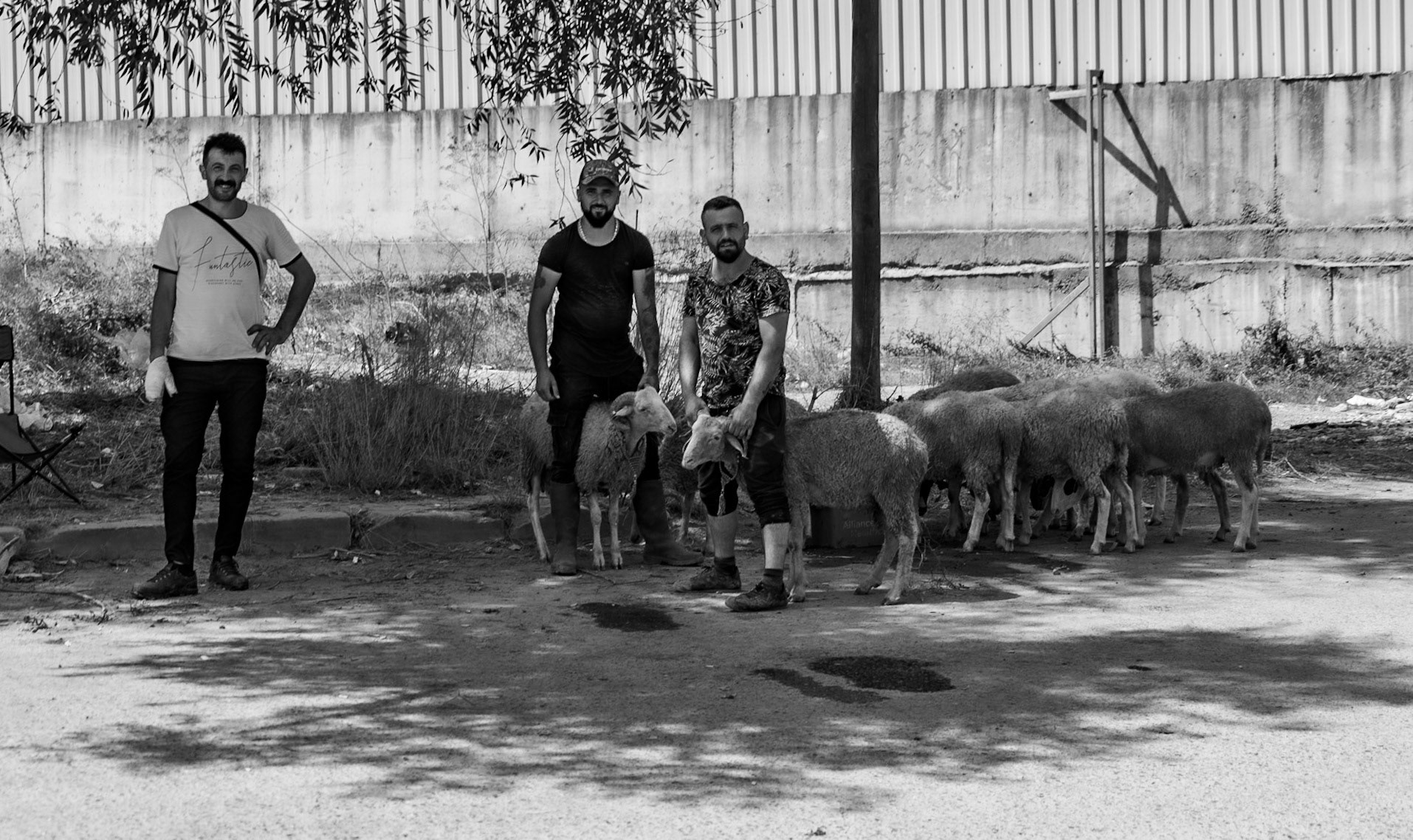Cebeci: sheep on sale for sacrifice