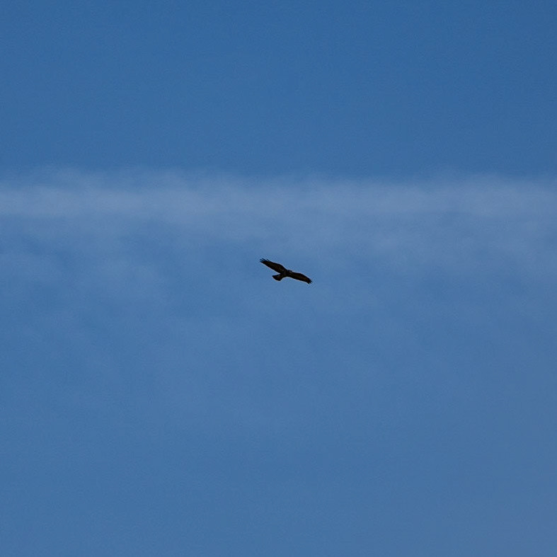 Ballıca forest: a buzzard