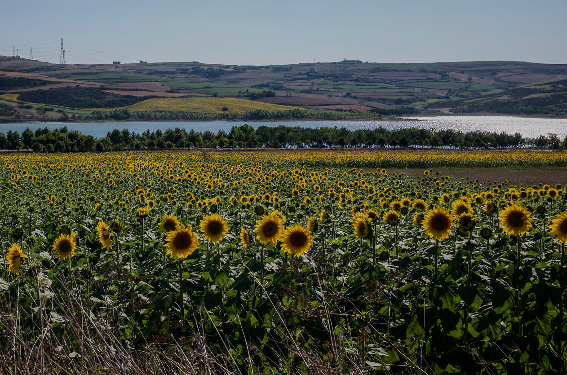 between Sazlıbosna and Sazlıdere quarry: a field of sunflowers with the reservoir behind