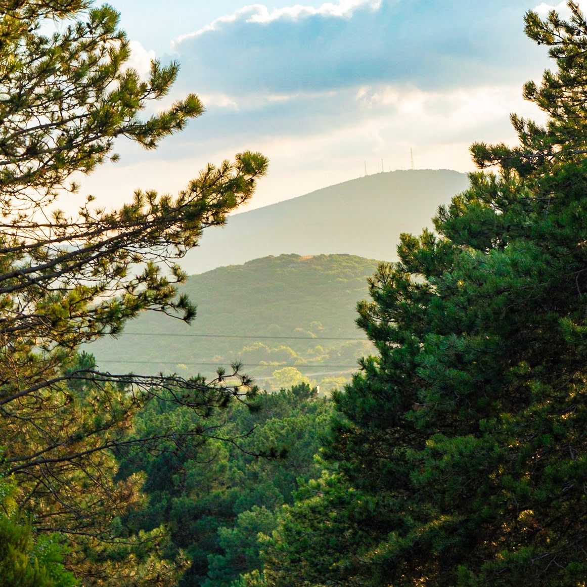 Üçüz woodland: Aydos summit