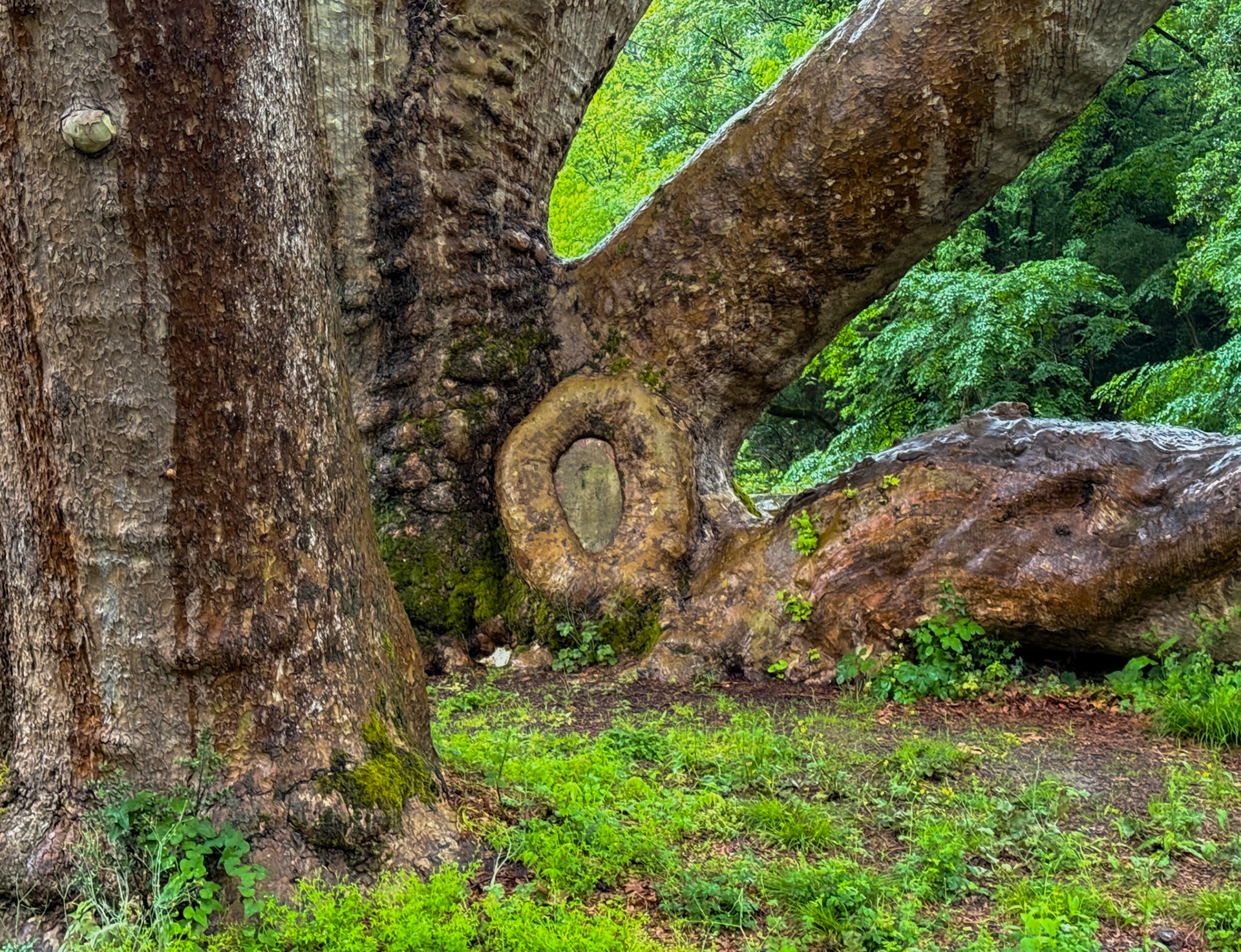 Bilezikçi Çiftliği: the supine tree / the octopus tree (platanus orientalis, oriental plane, çınar ağacı, doğu çınarı)