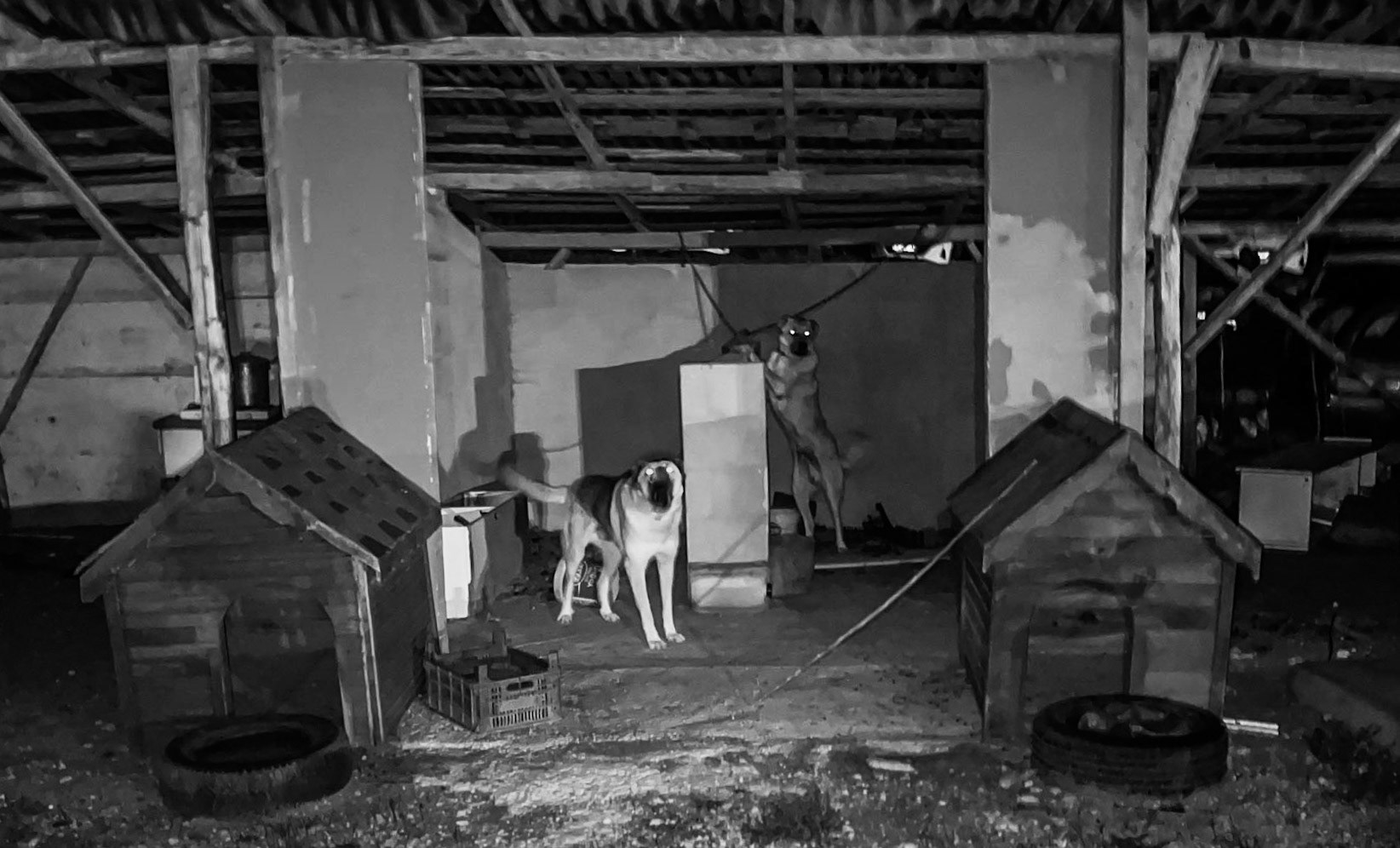 Riva: chained guard-dogs