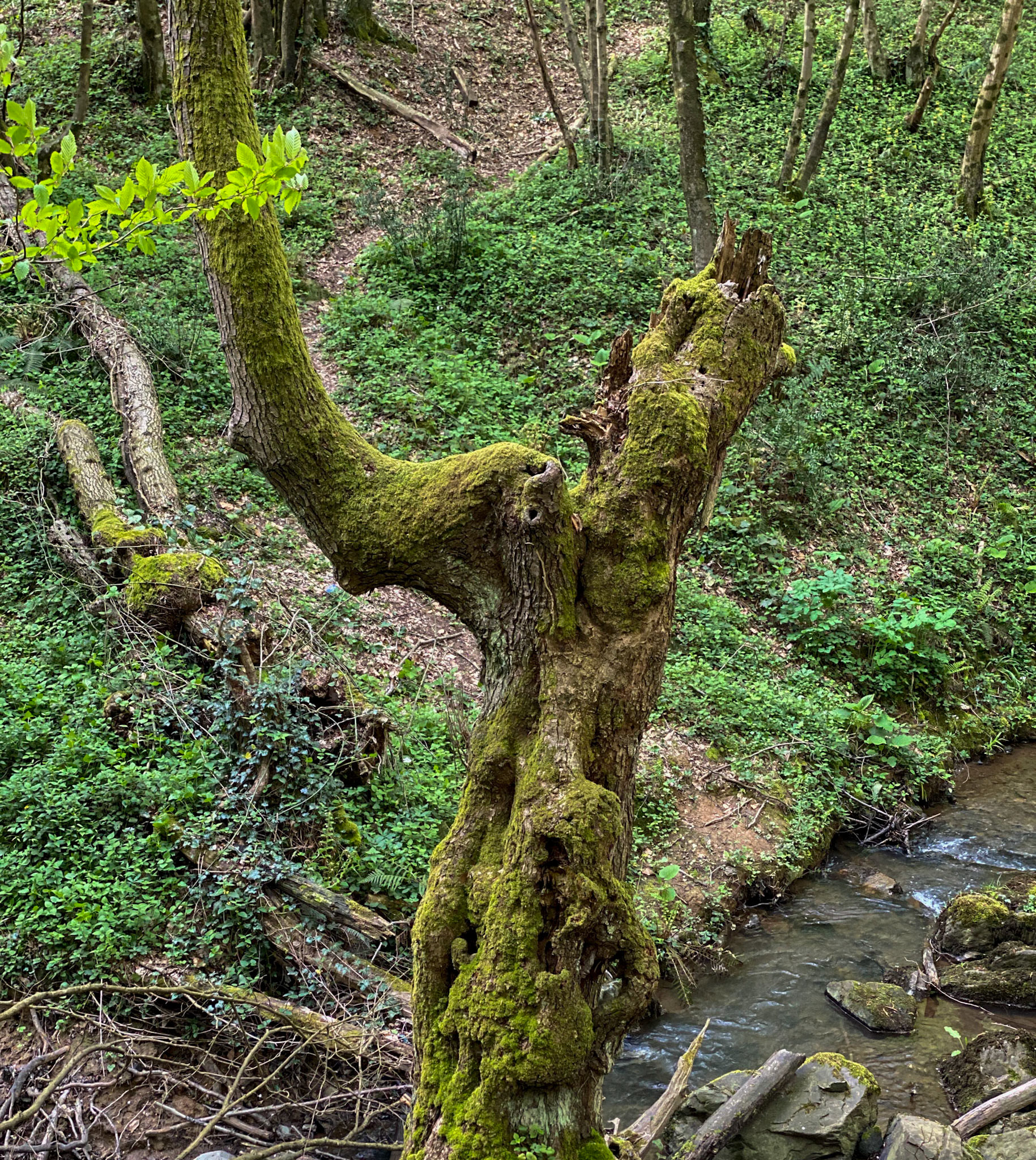 Polonezköy northern forest: stream and venerable tree