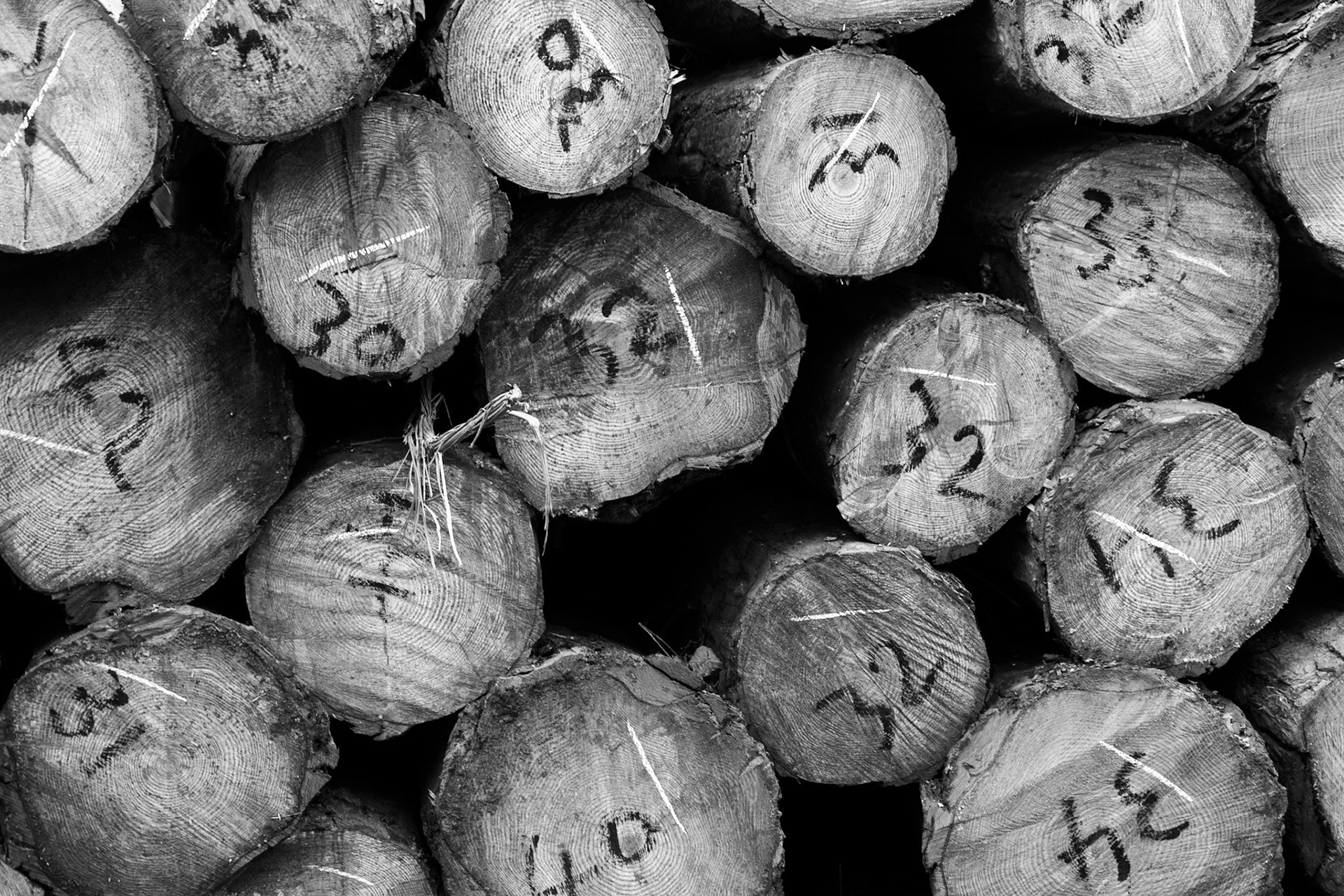 between Alemdaǧ and Reşadiye: numbered and stacked logs
