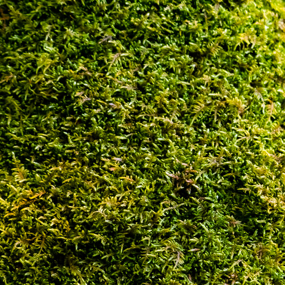 Ezili forest: moss