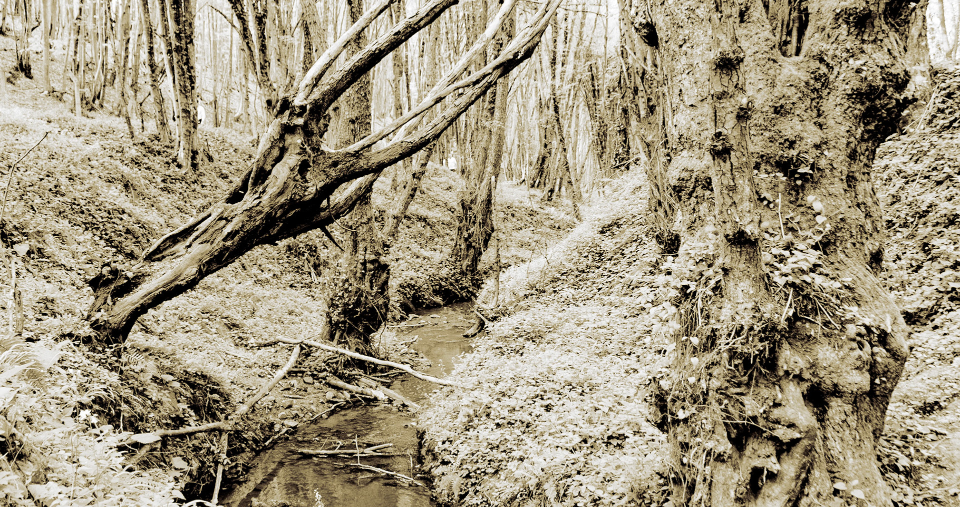 Polonezköy northern forest: stream with venerable trees