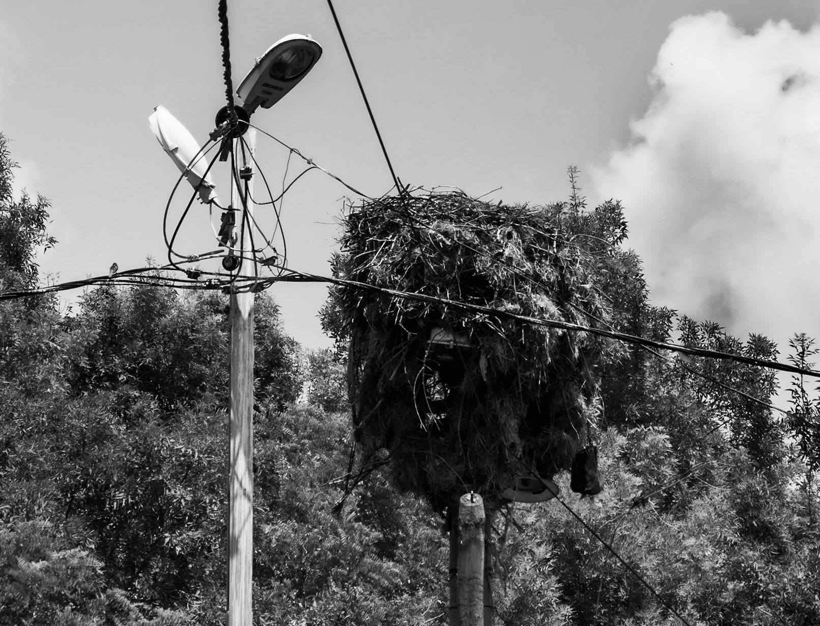 Dursunköy: a large stork's nest