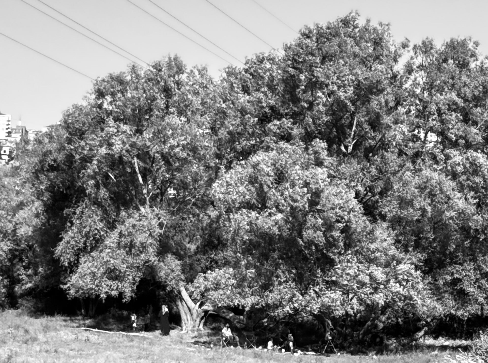 Sazlıdere stagnant river walk: large old tree