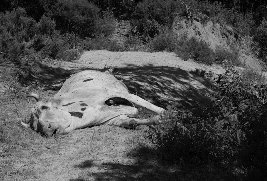 between Bozhane and the English Houses: nature morte - a dead cow as if sleeping
