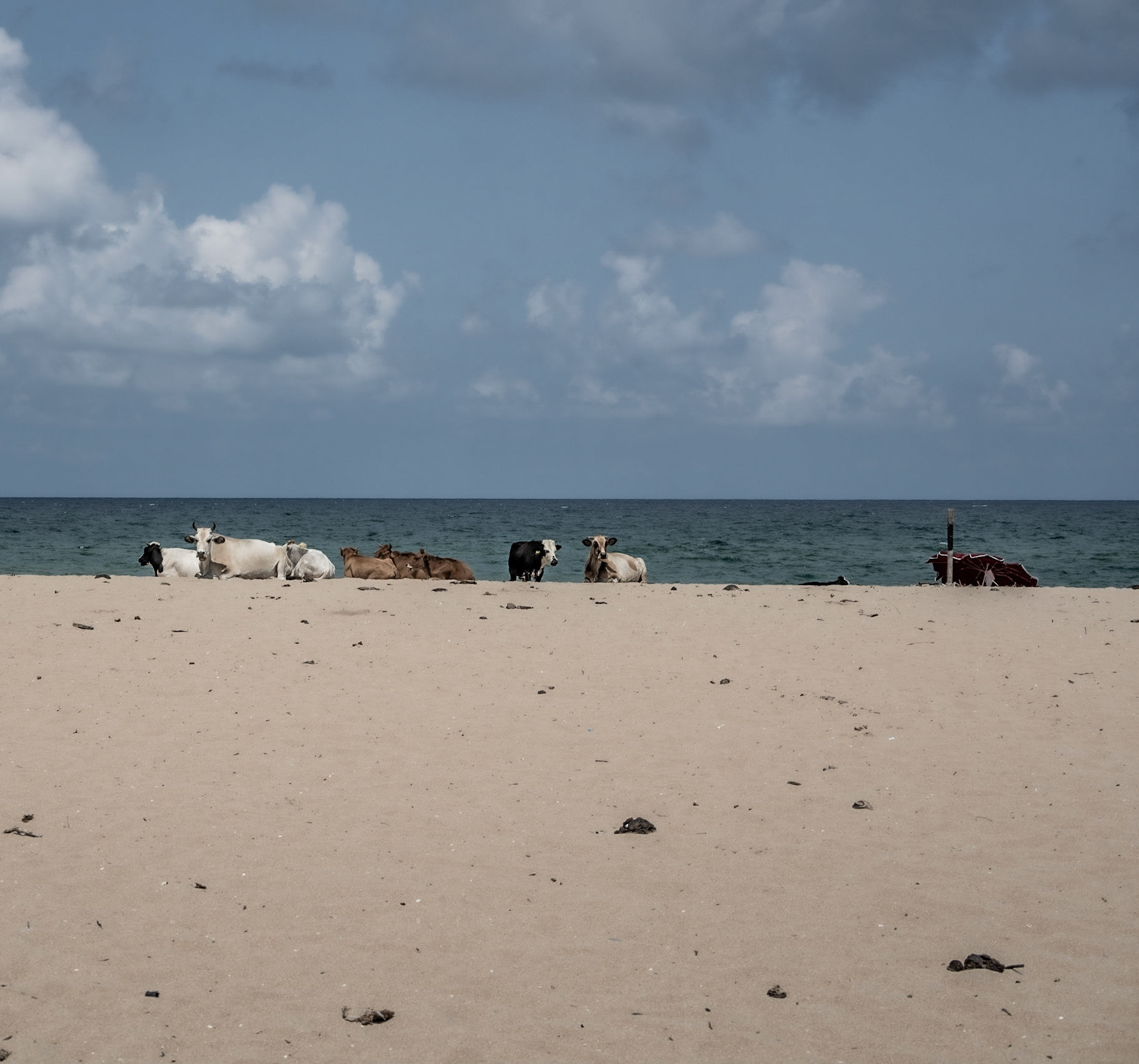 between Kurna fishing hamlet and the Kurna quarry: bovine beachbums