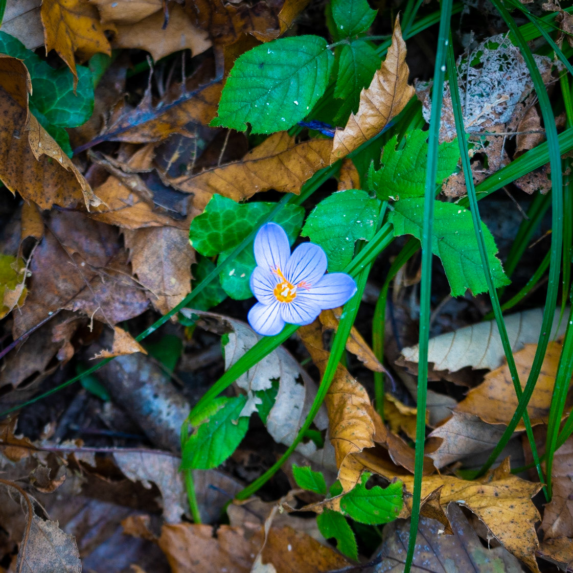 Kaynarca forest: an autumn crocus