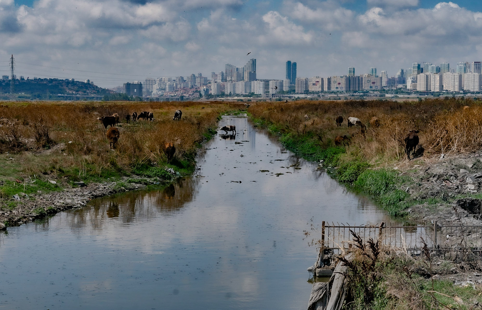 between Istanbul University's veterinary farm and the agricultural faculty: cows in and around the Hadımdere with Bahçeşehir in the background