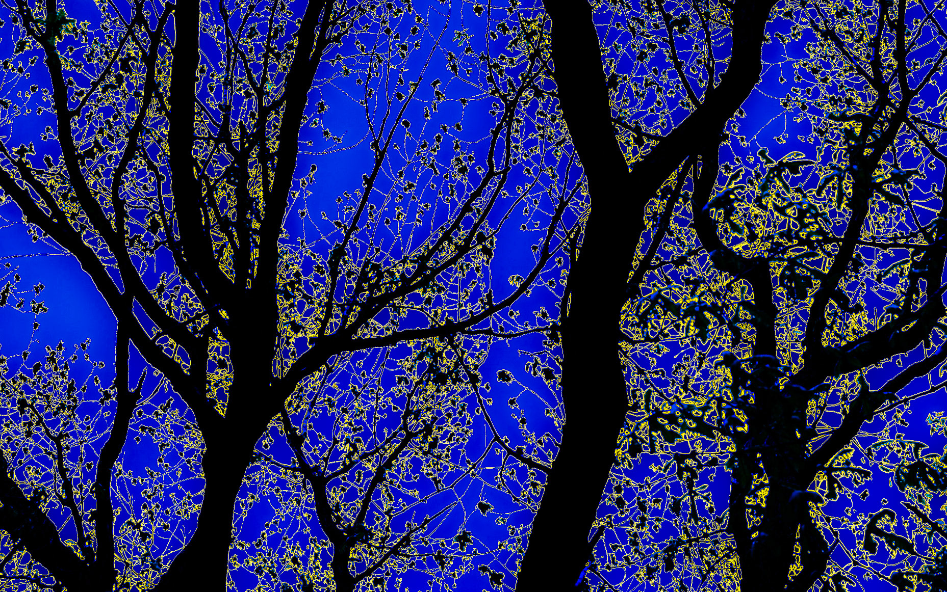 between Bozhane and Kılıçlı Köyü: graphic trees