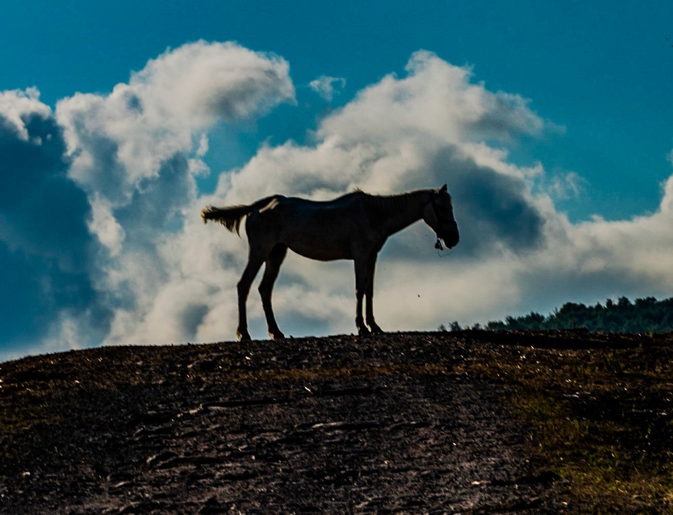 Ömerliköy watermain route: horse intended for Büyükada
