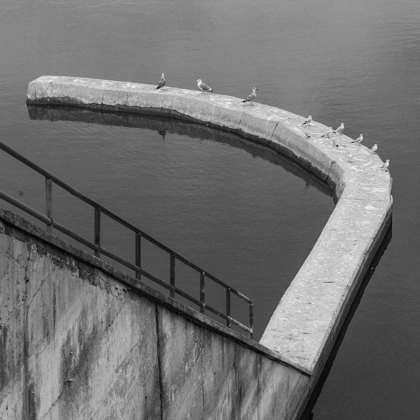 Sazlıdere dam: gulls