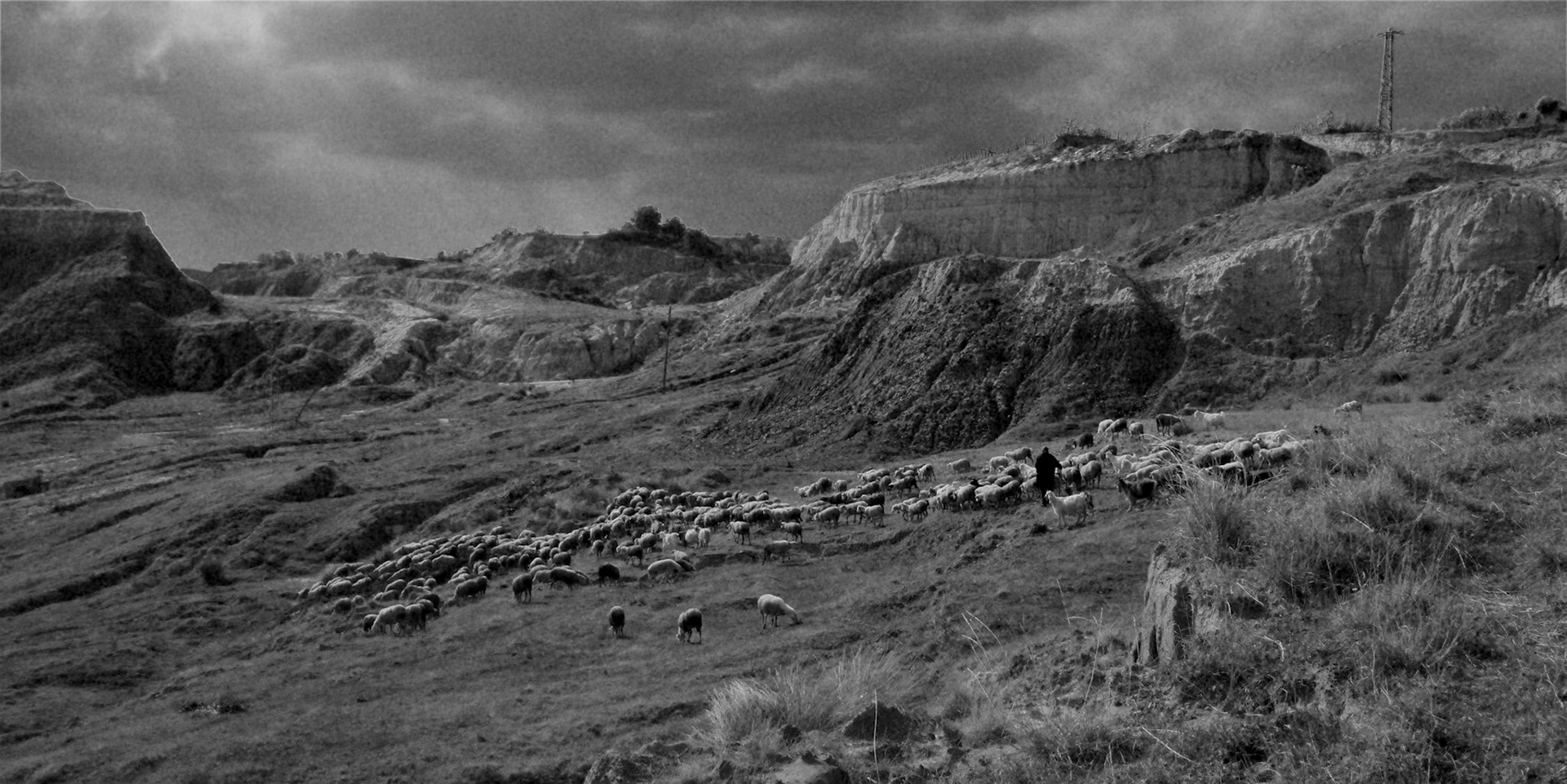 Yeniköy: abandoned opencast mine-workings and a flock of sheep
