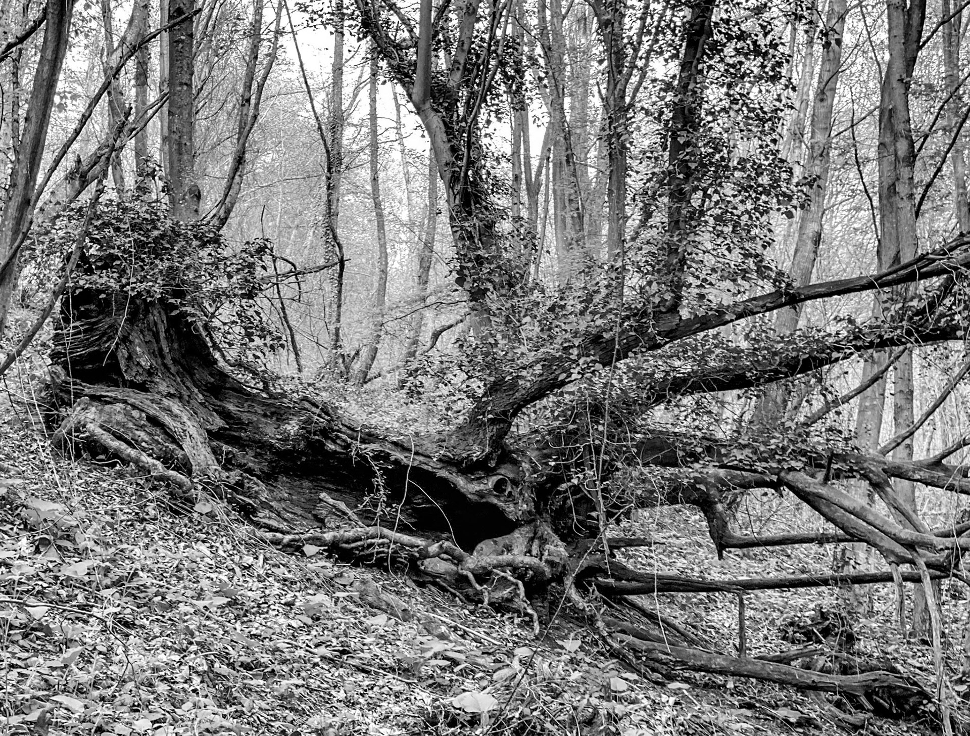 Polonezköy northern forest: old fallen tree