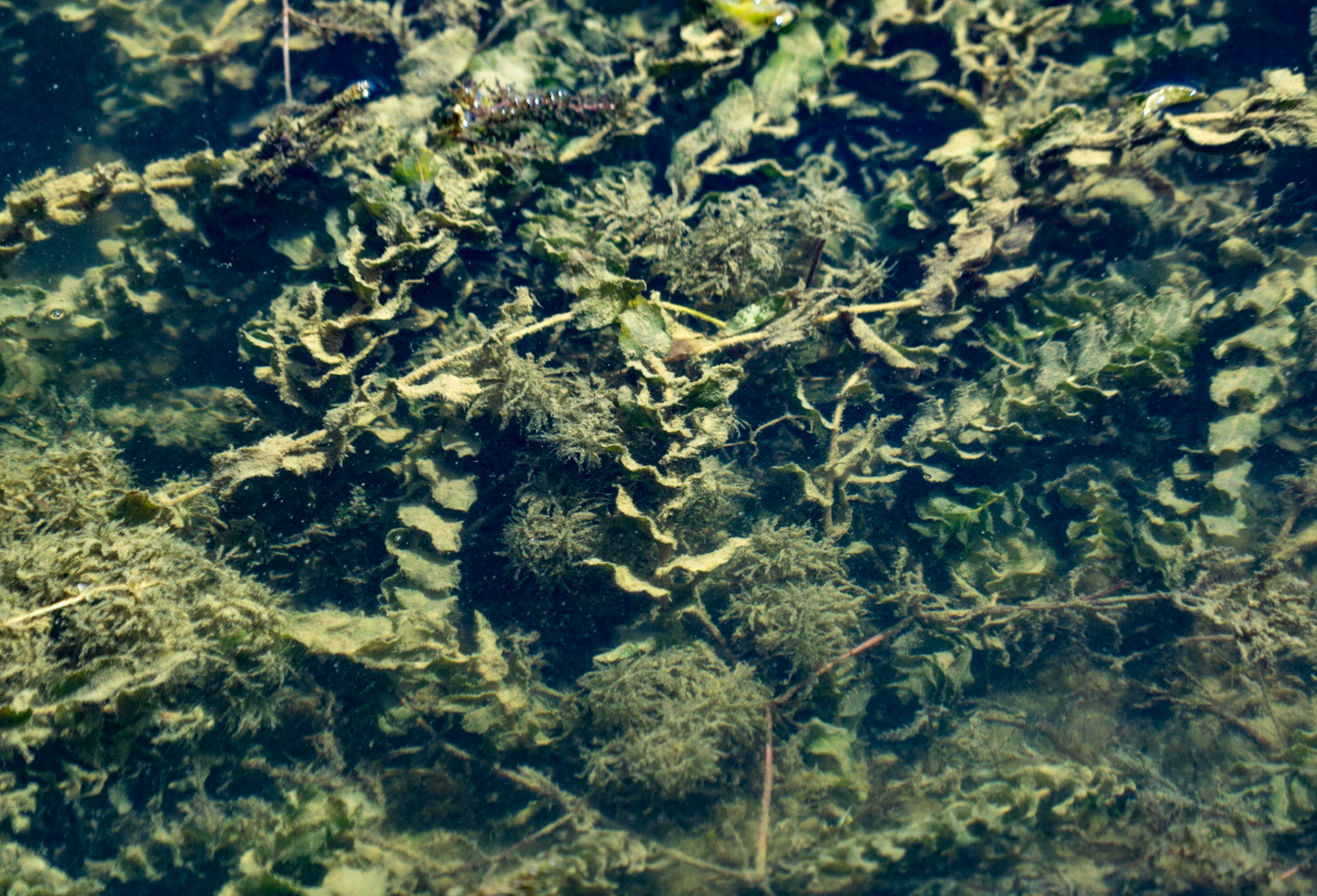 Ömerli shoreline walk: water plants