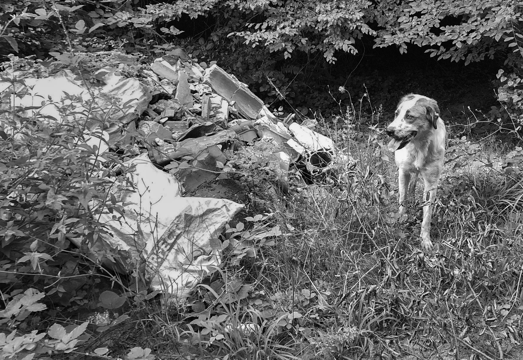 Ömerliköy watermain route: our daydog by a dump