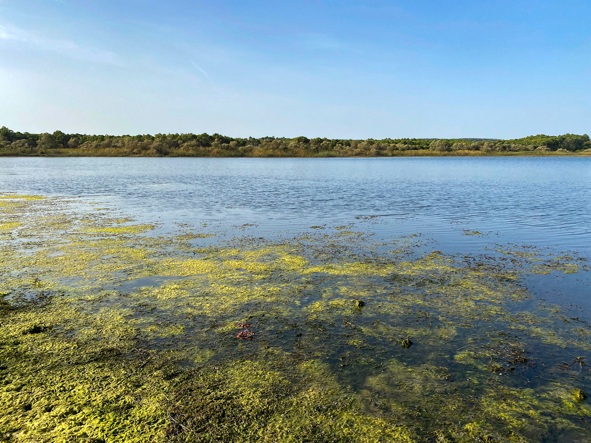Trikos mudflats: view west
