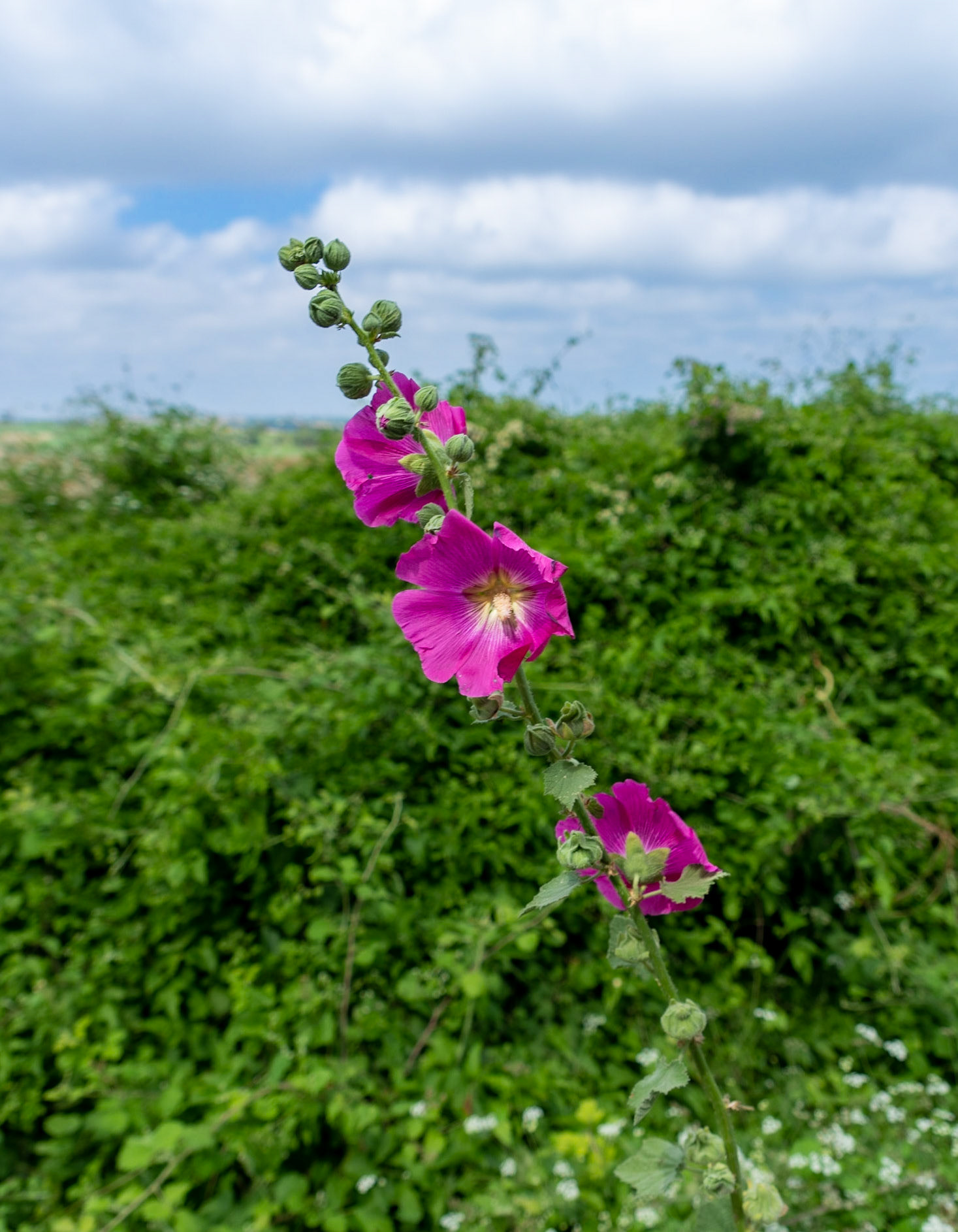 between Germe and Baklalı: hollyhock