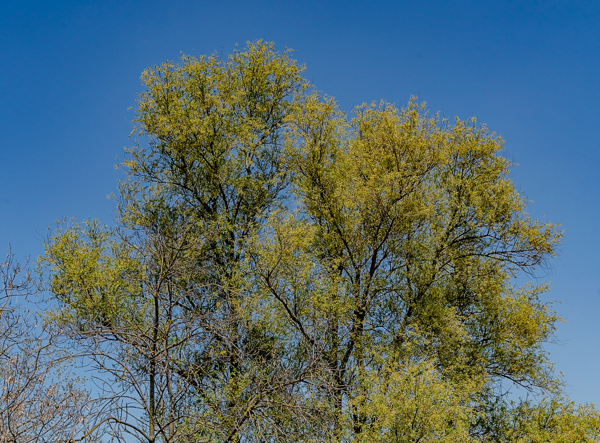 Küçükçekmece western lakeside: tree in spring