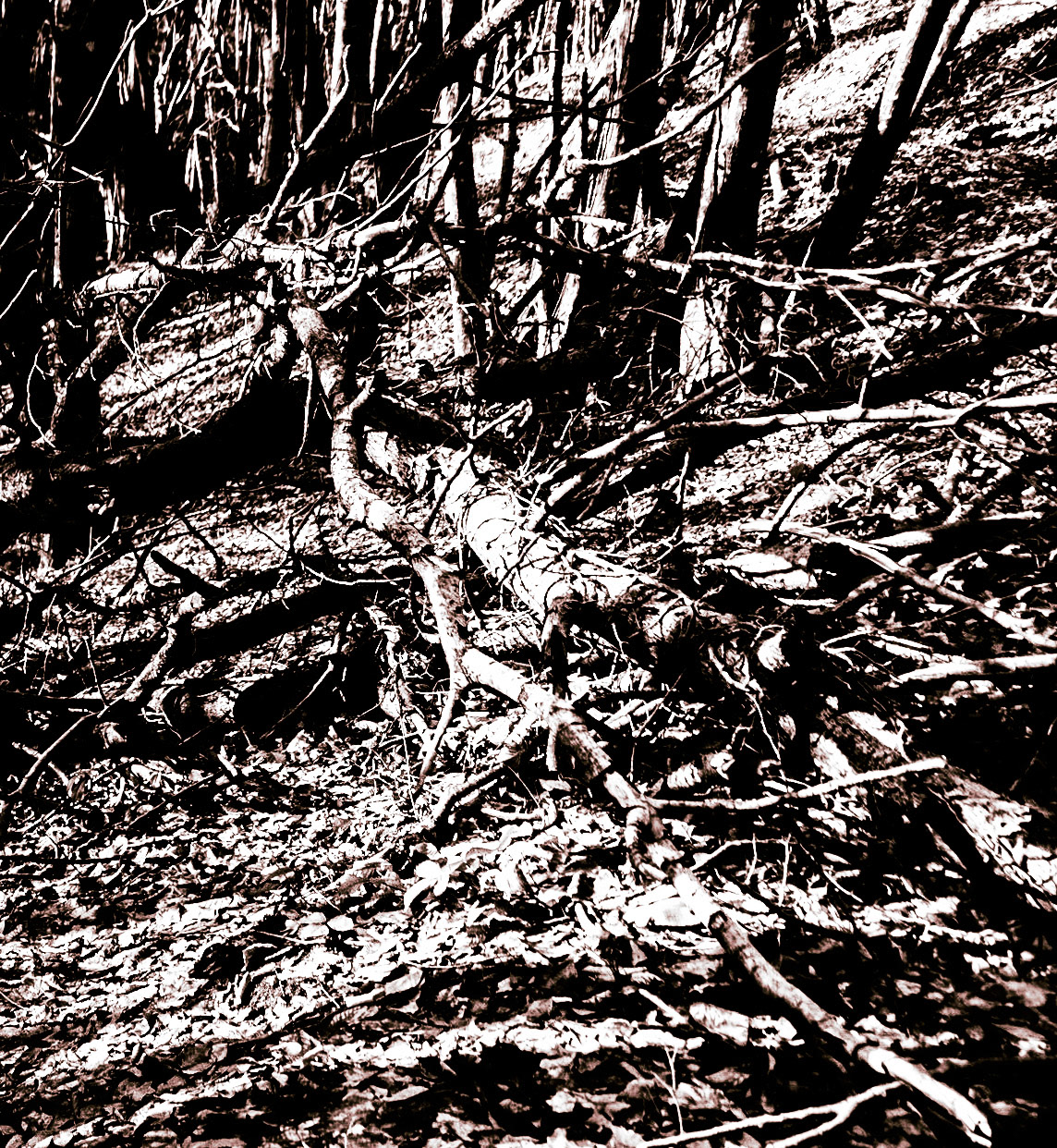 between Cumhuriyet and Polonezköy: fallen tree